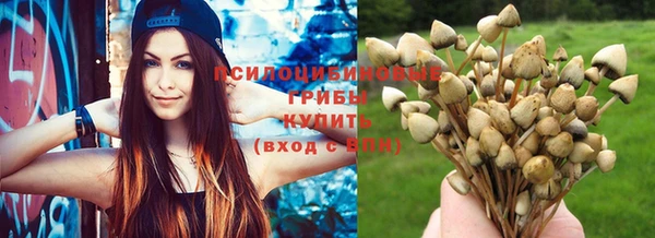 стаф Шадринск