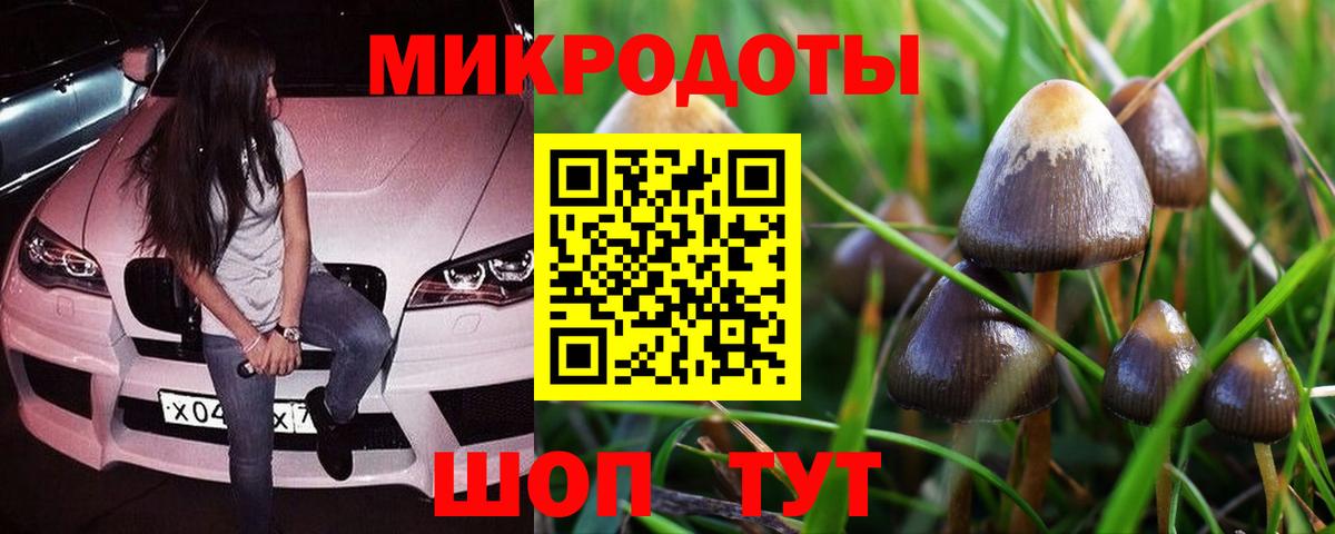 Галлюциногенные грибы Psilocybe Пыть-Ях